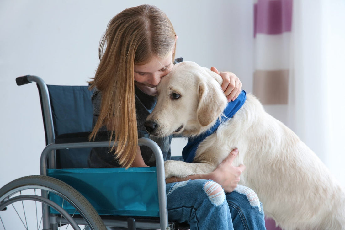 Welcome to Oasis Tails: Where Every Pet Deserves Comfort, Care, and Compassion