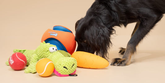 A Beginner’s Guide to Pet Supplies: Everything You Need to Get Started